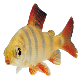 a stripy fish